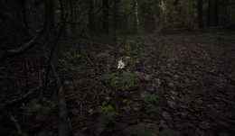 Одиночество в лесу / Ветреница