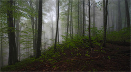 Туман опустился / Весенний лес