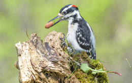 Hairy woodpecker~Волосатый дятел / Оперение верха и крыльев преимущественно чёрного цвета, на крыльях имеются белые пестрины. Спина, грудь и брюхо белого цвета. Над глазом и под ним имеется белая полоска. Хвостовые перья снаружи чёрного, внутри белого цвета. Самец отличается от самки красным пятном на затылке.