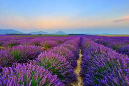 Плато Валенсоль, Прованс / Stunning landscape with lavender field after sun down. Plateau of Valensole, Provence, France