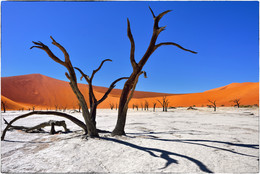 Мертвая долина в Соссусфлей, Намибия / Dead Camelthorn Trees against blue sky in Deadvlei, Sossusvlei. Namib-Naukluft National Park, Namibia, Africa