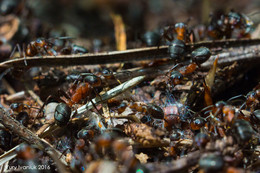 Муравьи работают / Обычный рабочий день муравьёв.