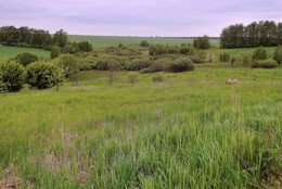 Ложбина / Луга, поля и перелески нарядились в сочную зелень, которую постоянно освежают дожди.