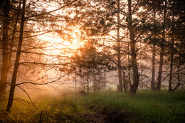 Утро туманное: рассвет в лесу. / Туманное утро в лесу около Желтого Берега.