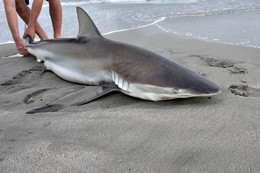 Про рыбку / The big copper shark on the beach
