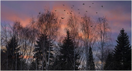 Сумерки / вечернее небо и птицы