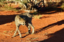 Гепард / Wild cheetah in the Kalahari desert at sunset