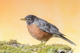 American robin ~ Странствующий дрозд / American robin ~ Странствующий дрозд