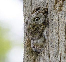 Master of disguise ~ Мастер маскировки / Screech owl~Североамериканская совка Megascops — род птиц семейства совиных. Ранее включался в род совки (Otus). Обитают в Северной, Центральной и Южной Америке. Зачастую очень не просто найти эту птицу,если она сидит в дупле высоко на дереве. Глядя на снимок этого не скажешь конечно, но просто поверьте на слово)