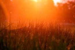 Оранжевое утро / Травка в паутине и покрытая росой ранним майским утром