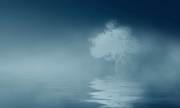Одинокое... / дерево в тумане