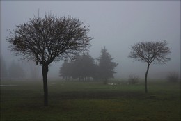 Парковый туман. / Гуляя в парке