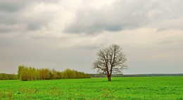 тревожно / одинокое дерево весной стоит, облачно, на душе неспокойно