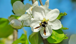 обхватила / весна, на яблонях цветы, пчелки летают