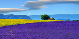Плато Валенсоль, Прованс, Франция / Plateau of Valensole, Provence, France