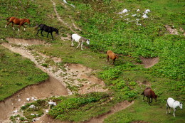 Летняя лень / Лошади спускаются к водопою дважды в день. Мамдзышха, Абхазия.