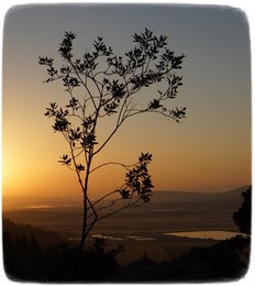 Утро / дерево на рассвете