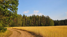 до боли знакомо / спеет рожь, вечереет, рядом лес, красиво