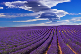 Мистраль / Stunning landscape with lavender field under dramatic sky. Plateau of Valensole, Provence, France