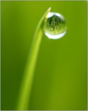 Макро мир / это капля росы диаметром 1-2 мм в которой отражается газон