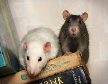 Мои мышки на пргулке. / Я знаю, что это крысы.
Я их называю мышками. Так интеллигентнее.