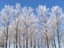 Заснеженные великаны / Деревья зимой