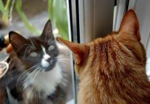 ПРо любовь / Вот такая любовь у моего кота с уличной кошечкой..