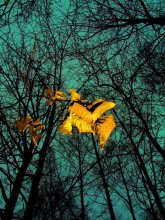 only  yellow leaves / приснилось