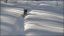 пёс, што імчыць стракатым полем / .....