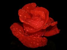 Красный цвет / Лето, роза, капли воды, после дождя