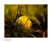 Кусочек солнца в зеленой траве / осень, листья