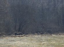 Завтрак медведя. / Настоящие дикие медведи в Витебской области. Снято с расстояния 38 метров. Так как мало зума, подходить ближе не хотелось. Могли и позавтракать фотографом.