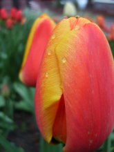Весенние тюльпаны плачут... / Вот такое тоже бывает, не только люди плачут, но и цветы, ведь они тоже живые!
