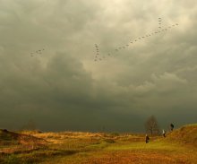 Перелетные птицы / летят