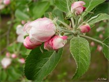 Яблони в цвету. / Весной пробуждается природа и моё любимое время года - это когда цветут сады.
Весна в Минске.