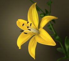 желтый цветок / обработка ч/б фото в плохом качестве