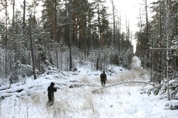 Эх, путь дорожка / Выезжали с фоторепортажем о вырубке леса под затопление в Кежемском районе , Красноярского края.