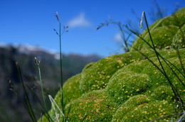Моховидка дернистая. / Прогуливаясь по окрестностям Чимбулака.

09.07.2016