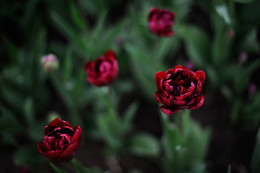  / Больше фото по ссылке: http://steklo-foto.ru/photogellary