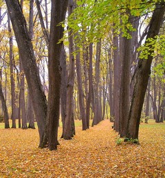 Аллея в Спасском / Аллея в усадьбе И.С. Тургенева в Спасское-Лутовиново