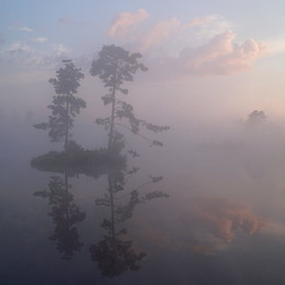 Сосны на острове на болоте на Первом Участке утром / Сосны на острове на болоте на Первом Участке утром