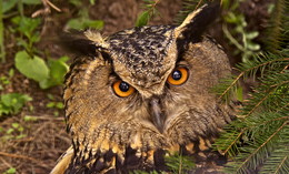 Глаза в глаза / Филин обыкновенный (Европейский филин-пугач) Bubo bubo 
 Eagle Owl (англ.)