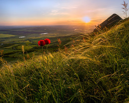 Мак и ковыль на закате. / Прицветниковый мак (Papaver bracteatum) уникальное реликтовое растение, эндемик предгорий Северного Кавказа. Растет в основном на склонах горы Бештау, и ближайших гор (Верблюд, Лысогорка и т.п) (регион Кавказских Минеральных Вод), отсюда его второе название — бештаугорский. Ставропольский край. Предгорный район. На горе Верблюд. Конец мая, 2016.