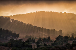 свет сквозь решето / сквозь утренний туман пробиваются лучи восходящего солнца освещая рукотворный лес в пустыне Негев