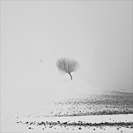 Портретик для дерева. / Минск, зима, туман.
