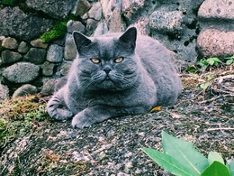 Steve / Британская короткошёрстная кошка