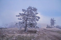 Замерзшие на горе Демерджи / Иней на вершинах Крымских гор