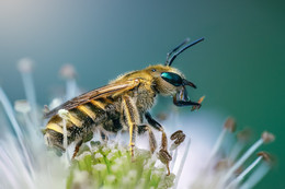 Обеденный перерыв / Пчела на цветке ежевики