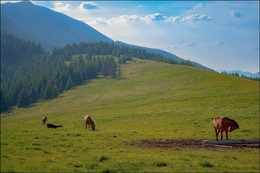 Утро на полоныне .... / Утро, Карпати, лошади