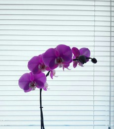 Орхидея / Много жизни